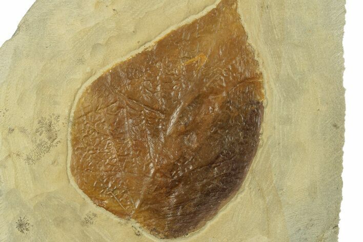 Fossil Leaf (Beringiaphyllum) - Montana #269365